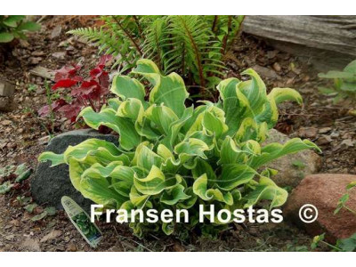 Hosta 